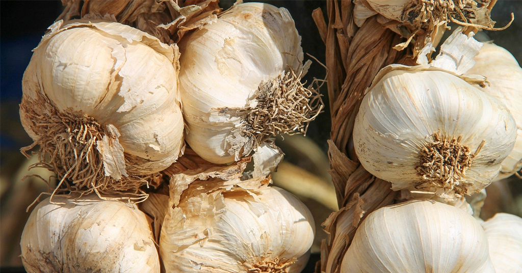 Braided softneck garlic bulbs