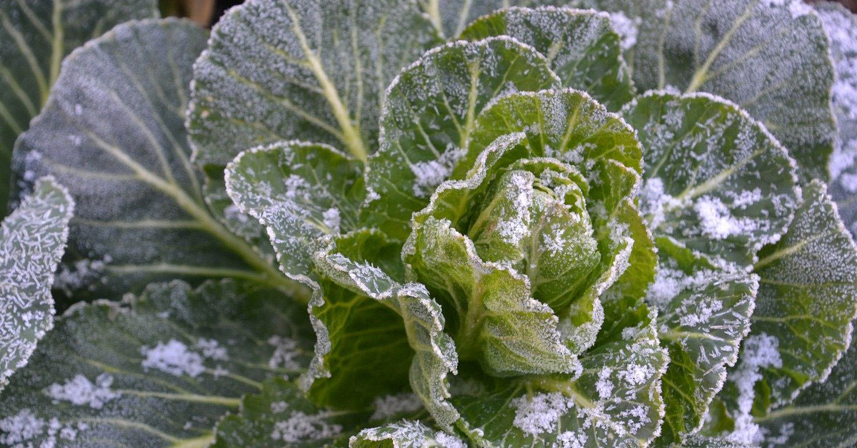 Head of kale covered in frost.