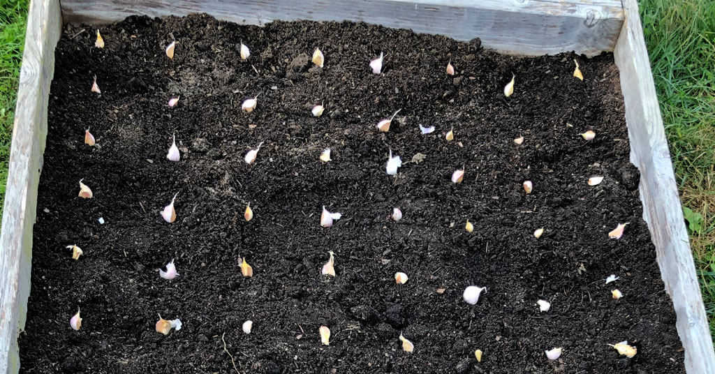 Raised garden bed with garlic being planted