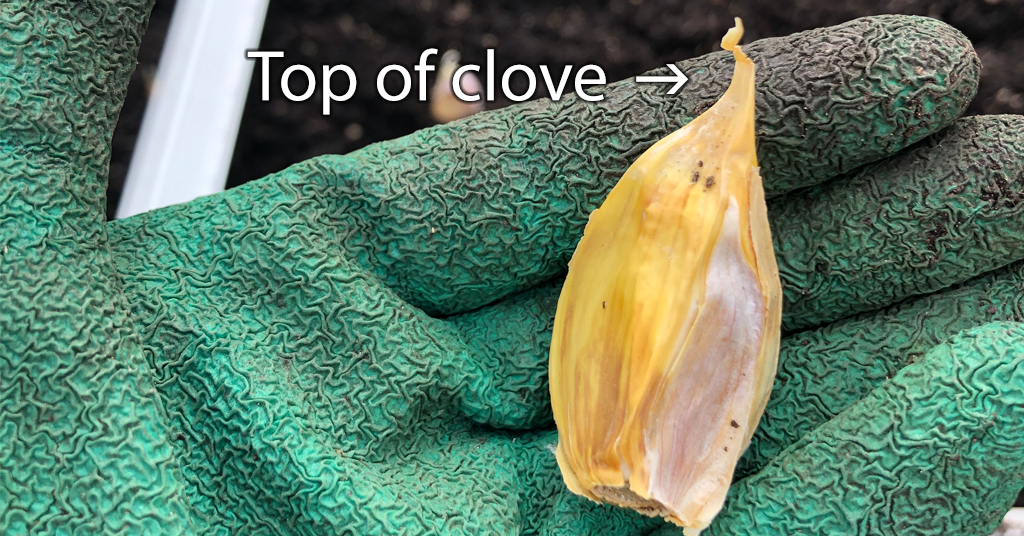 Gloved hand holding garlic clove to show difference between top and bottom of garlic clove