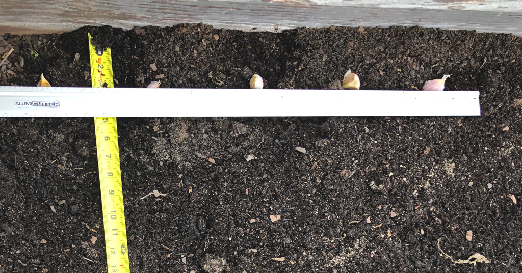 Raised garden bed with garlic being planted. Shows how to space out garlic cloves.