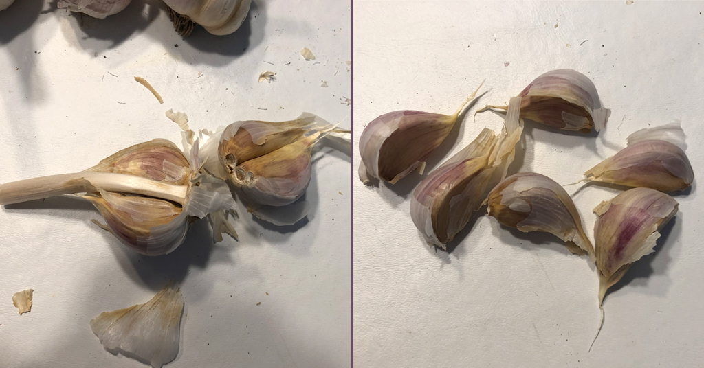 Hardneck garlic bulb being separated into individual garlic cloves
