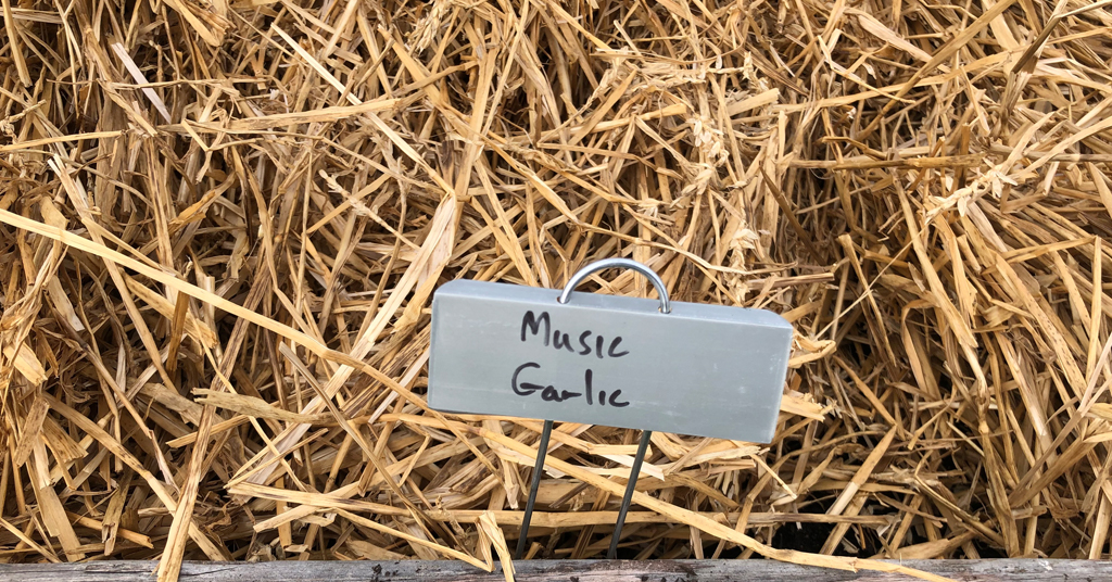 Plant marker showing Music Garlic surrounded by straw mulch