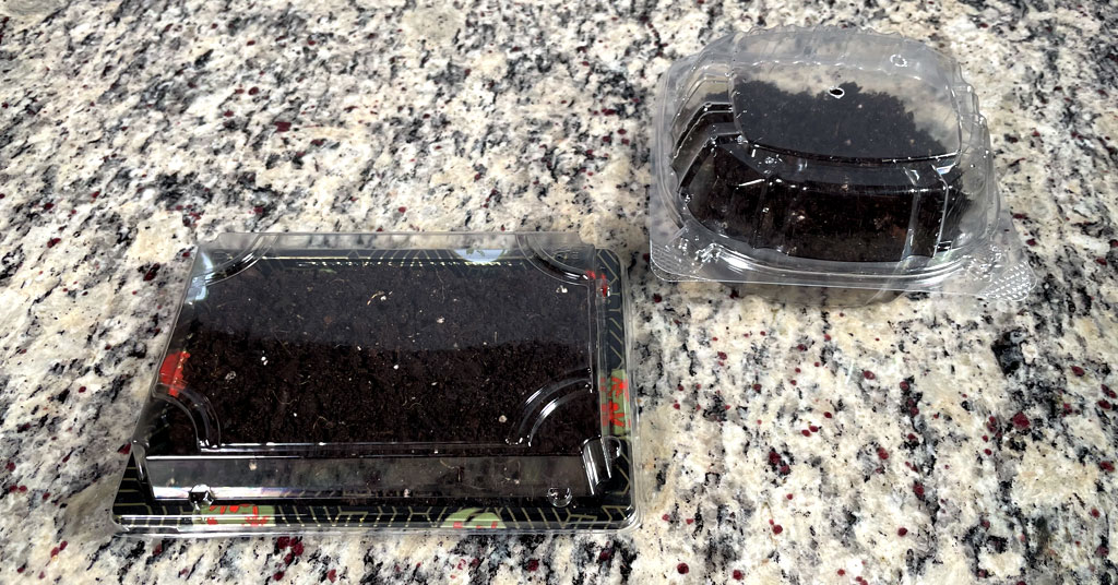 Two take out containers filled with seed starting soil. These act like mini greenhouses with the plastic lids on them