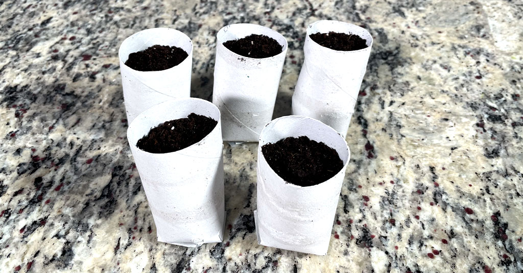 Five toilet paper roll pots filled with Seed Starting Soil