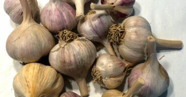 Hardneck seed garlic bulbs