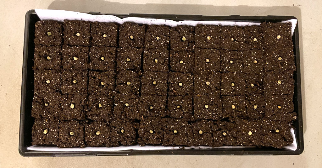 Fifty soil blocks planted with peas in a 10 by 20 garden tray