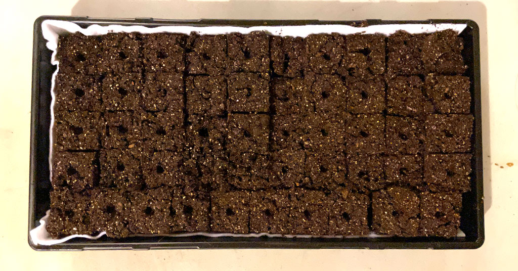 Fifty soil blocks in a 10 by 20 gardening tray. I prefer soil blocks for starting seeds indoors.