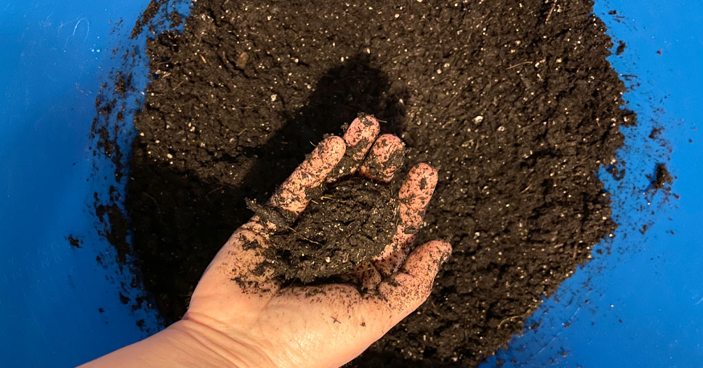 Hand holding a ball of wet soil over a blue bucket of soil. The right consistency for starting seeds indoors.