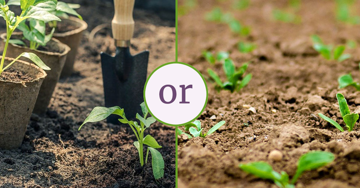 Transplanting or Direct Seeding