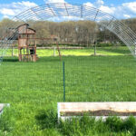 Cattle panel arch trellis made out of cattle panel and 4 u-posts. Arching over garden pathway.