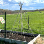 Trellis made with 5 bamboo poles and garden twine. Great for growing cucumbers and peas vertically in your garden.