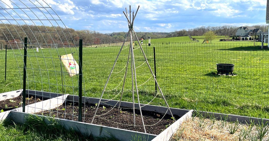 Trellis made with 5 bamboo poles and garden twine. Great for growing cucumbers and peas vertically in your garden.