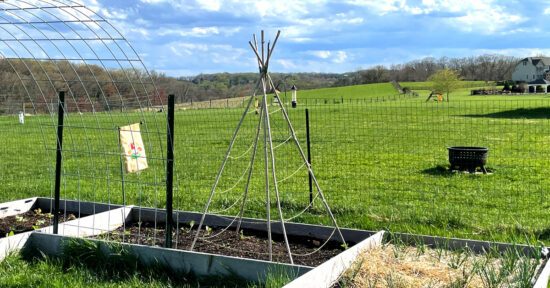Teepee Trellis made out of bamboo setup in a raised bed garden. Used to grow cucumbers, peas or pole beans.