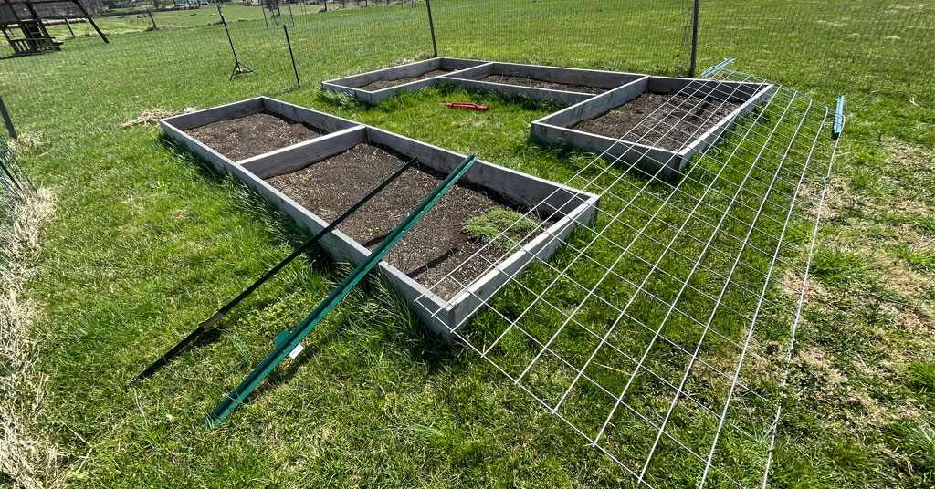 Cattle panel and 4 u-posts leaning on 5 raised garden beds.