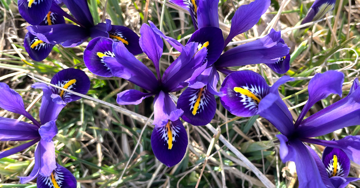 Mini iris flowers. Iris flowers with purple, yellow, and white petals.