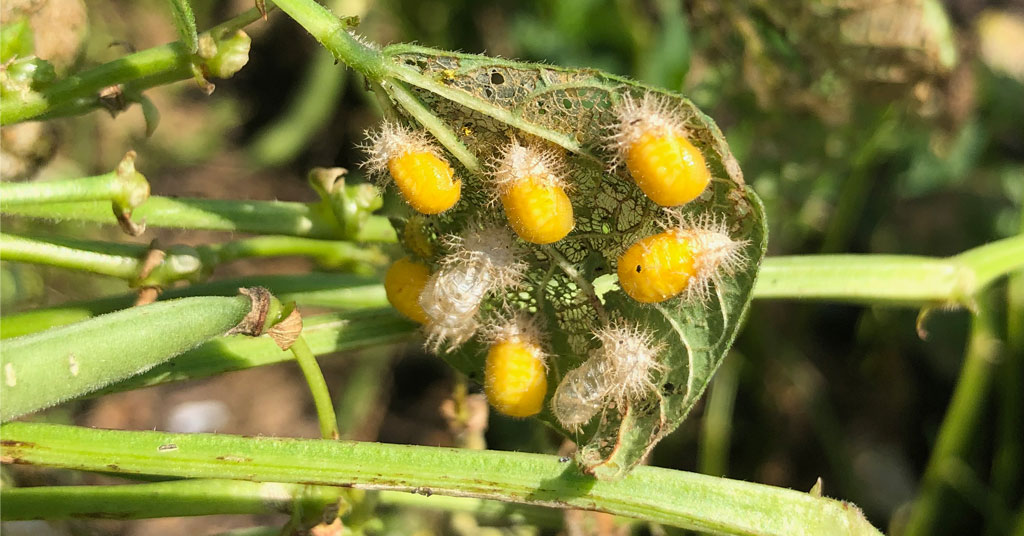 Six yellow spiny pupa of the Mexican bean beetle on a green bean leaf.