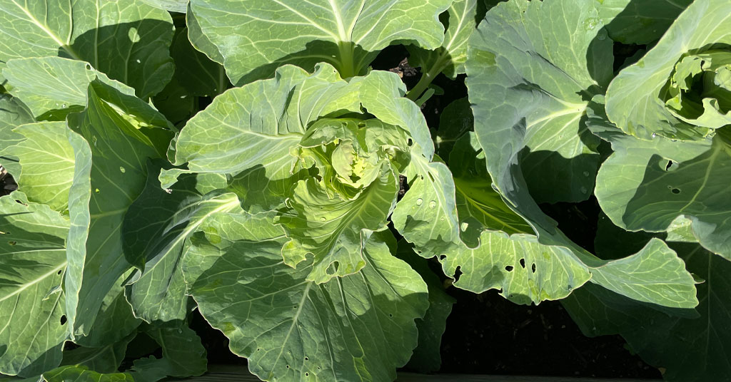 Cabbage plants with imported cabbageworm damage on their leaves.