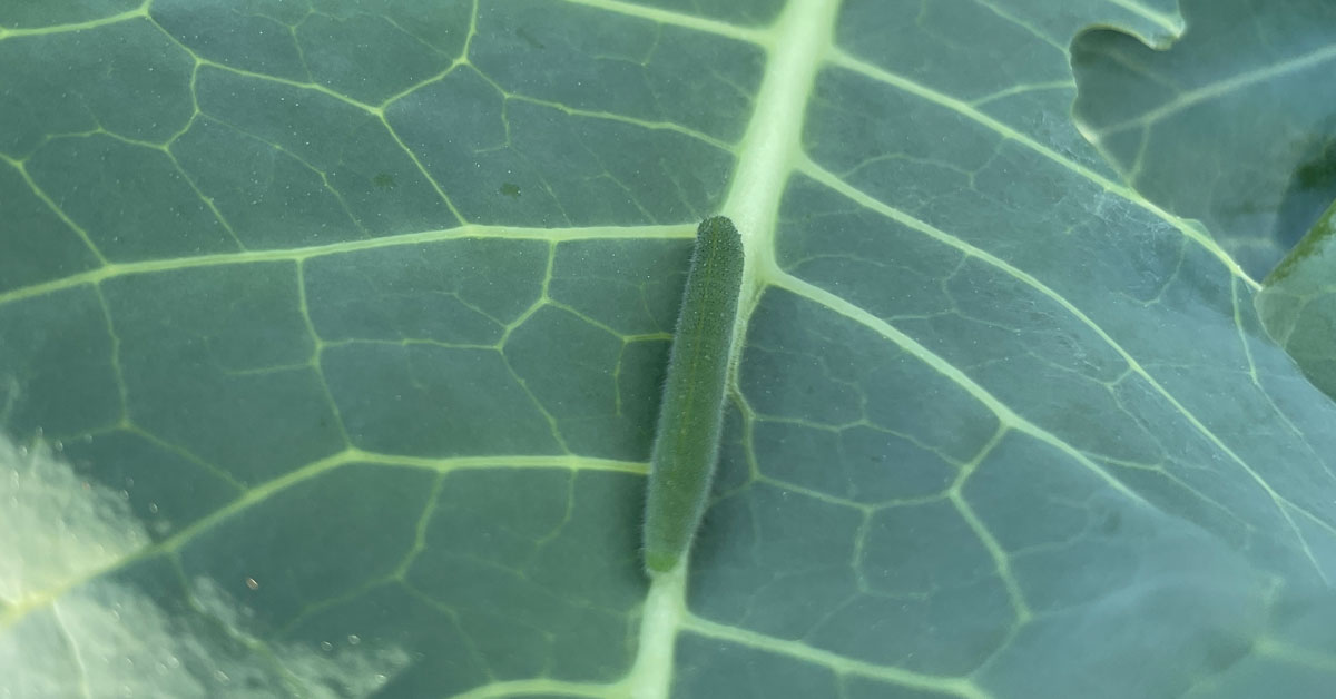 Imported Cabbageworm Larvae on a broccoli leaf