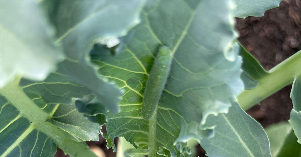 Green imported cabbageworm larvae disguised on a green broccoli leaf