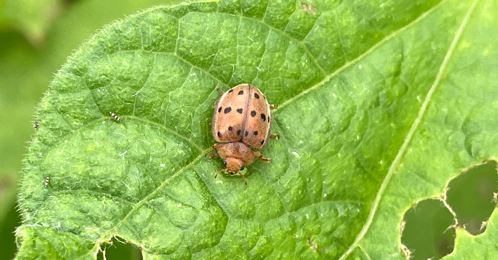 Adult Mexican Bean Beetle on green bean leaf.