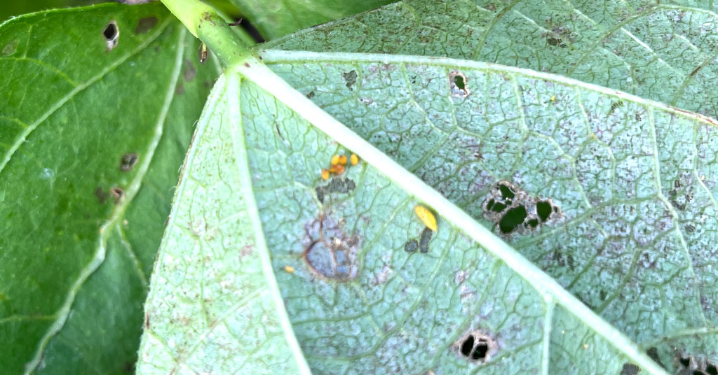 Cluster or yellow orange Mexican bean beetle eggs on the bottom of a green bean leaf.