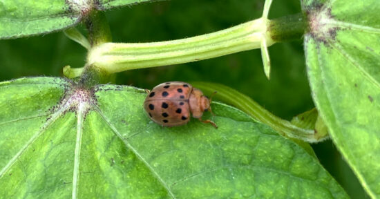 Mexican bean beetle on green bean leaf. Mexican bean beetles are red brown with 16 black spots on their wings