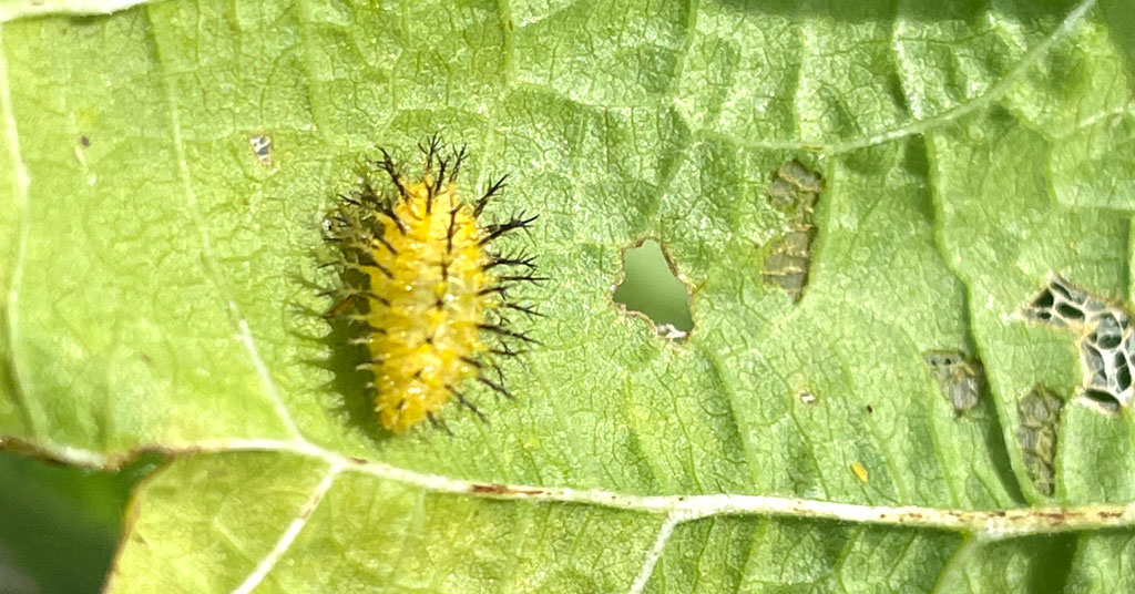 Yellow Mexican bean beetle larvae with black spines on the underside of a green bean leaf.