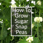 Sugar snap pea vines with How to grow sugar snap peas title.