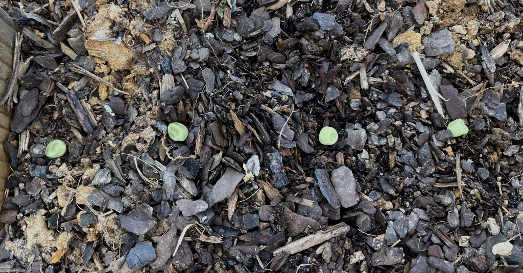 Four sugar snap pea seeds laying on soil before being planted