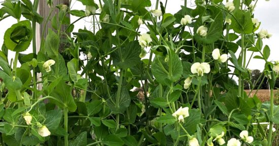 Sugar snap pea vines with white pea flowers