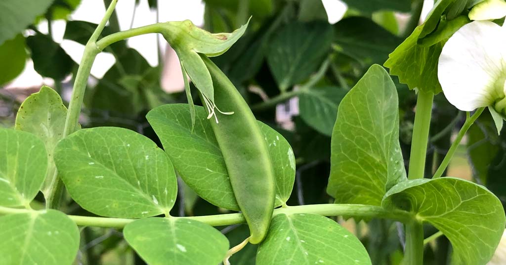 Sugar snap pea growing on pea vines