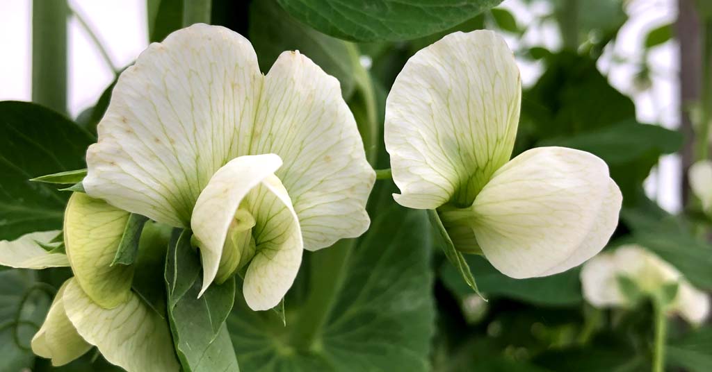Two white sugar snap pea flowers with green leaves