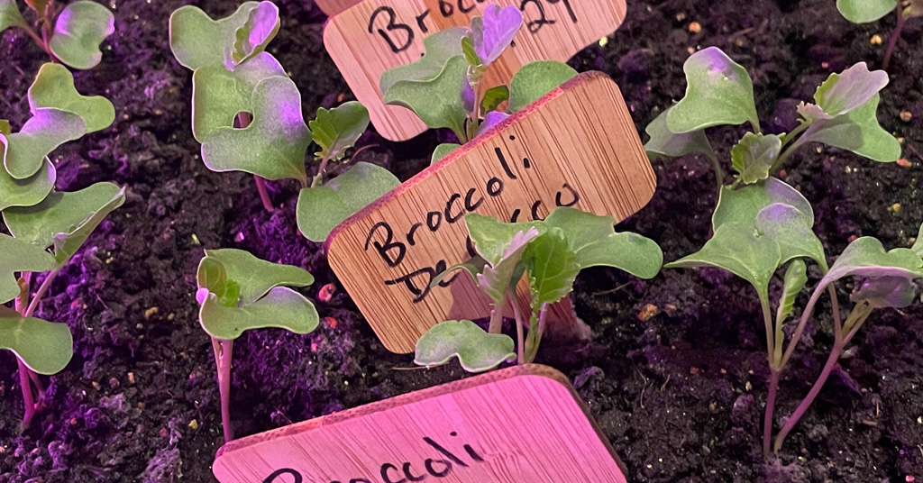 Many broccoli seedlings ready to be potted up into a larger pot