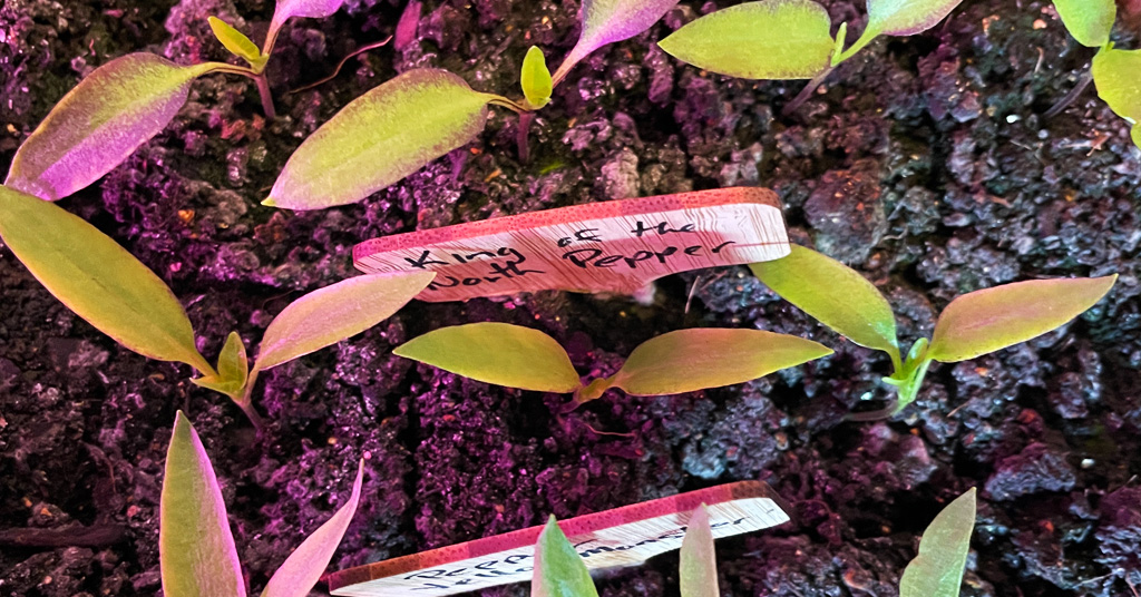 Pepper plants with true leaves forming. Ready to be potted up into a larger pot