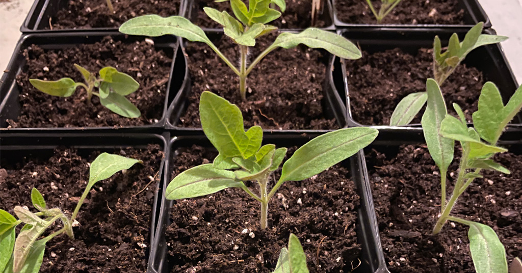 Tomato Seedlings that have been potted up into a larger container