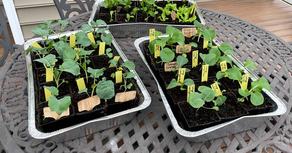 Broccoli and cabbage Seedlings sitting in trays during the hardening off process.