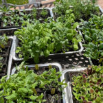 Herb, flowers, and vegetable seedlings in the hardening off process