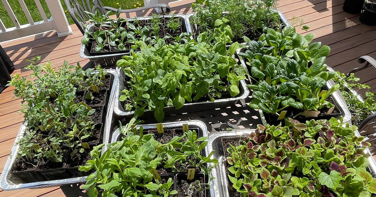 Herb, flowers, and vegetable seedlings in the hardening off process