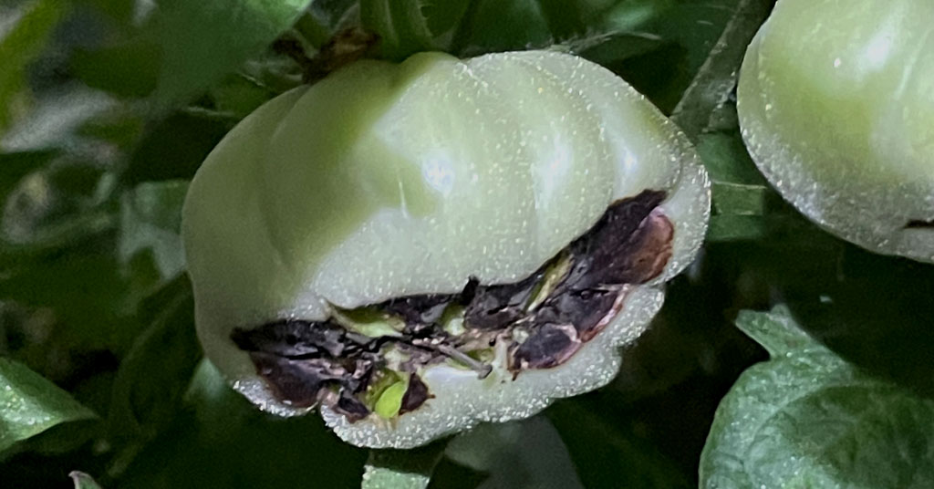 Green tomato with blossom end rot