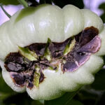 Green slicing tomato with blossom end rot