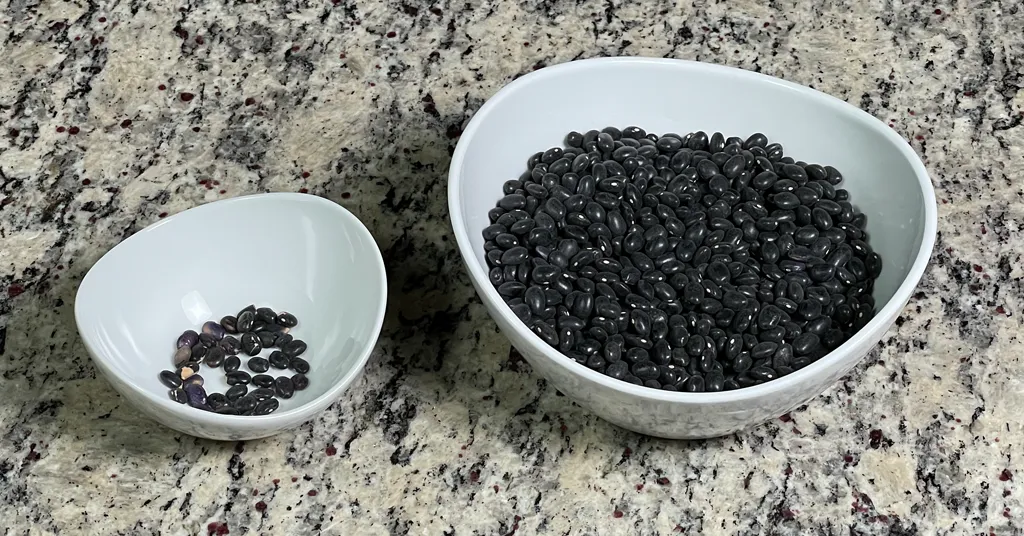 Black beans in a bowl being sorted to remove any damaged or discolored beans.