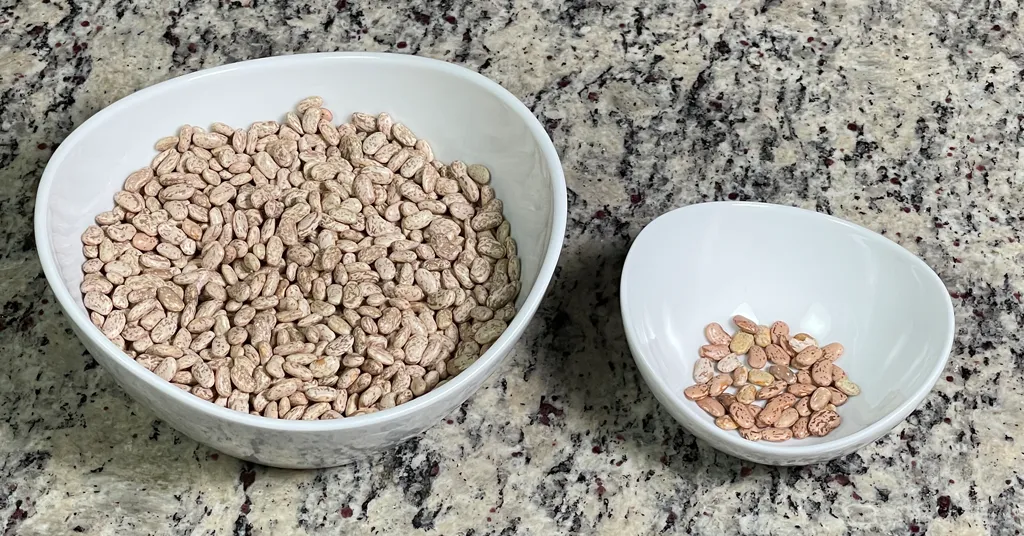 Pinto beans being sorted to remove discolored or broken beans. Beans are in a white bowl sitting on the counter.