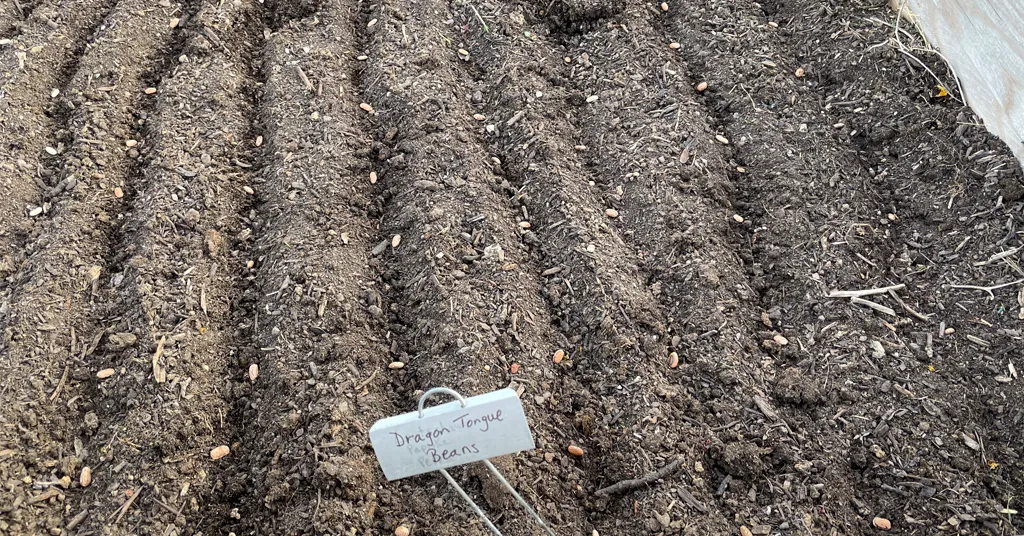 Dragon Tongue Bean Seeds that were direct seeded into a raised garden bed