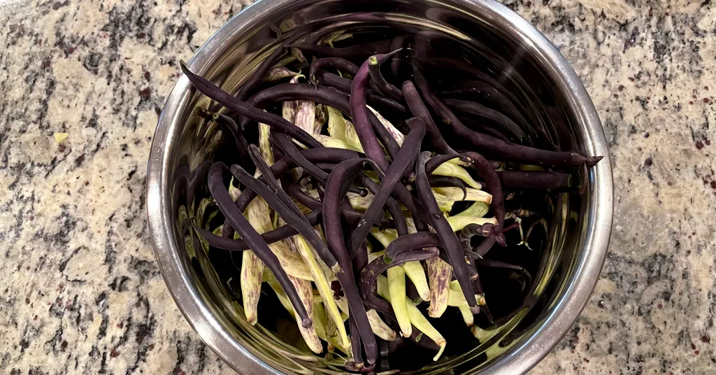 Various Green Beans being prepared for Pressure Canning.