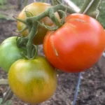 Tomatoes growing on a tomato plant in various stages of ripeness.