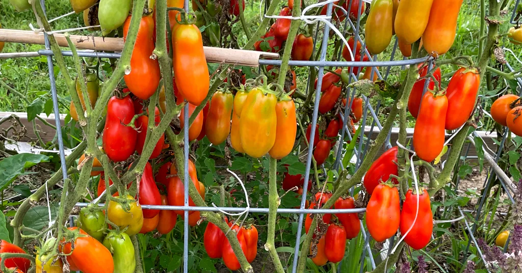 Paste tomatoes typically become ripe all at the same time so they can be used for canning. Paste tomatoes on a tomato plant in various stages of ripeness.