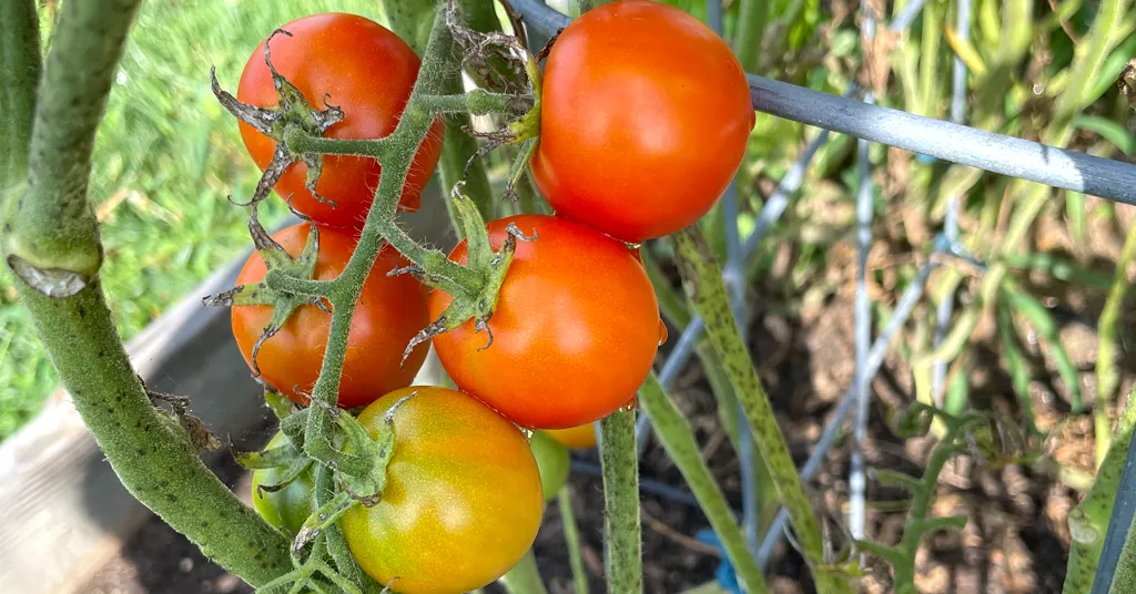 5 red cherry tomatoes growing on a tomato plant.