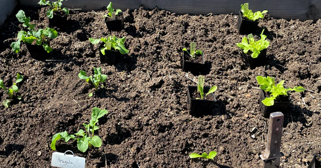 Many Lettuce plants that are being transplanted in a raised garden bed.