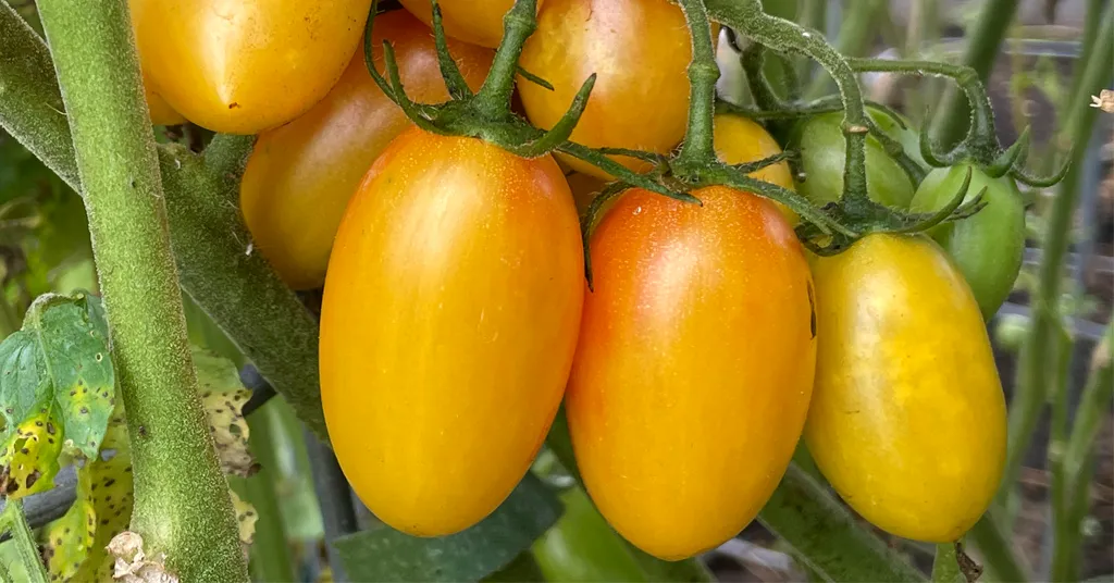Cluster of yellow red cherry tomatoes growing on a tomato plant